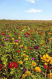 玩家自制《艾尔登法环》蝙蝠侠mod 标志性风衣炫酷